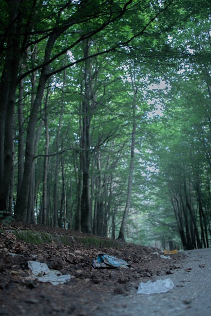 A woodland scene with tall, slender trees that have dark bark and lush green foliage, creating a canopy overhead and filtering sunlight onto the forest floor. The ground is a mix of dirt and scattered leaves, with pieces of litter such as plastic wrappers and paper debris visible along the edge of a dirt path or trail. The litter is irregularly strewn, contrasting with the natural surroundings, and suggests an area affected by outdoor waste. In the background, the trees extend into the distance, gradually becoming less distinct as part of the dense forest. The overall atmosphere is calm and shaded, with natural light softly illuminating the scene, highlighting the busy texture of the leaves and the contrasting roughness of the ground and litter. This image implies the importance of proper rubbish removal and highlights the impact of unmanaged waste in natural environments, subtly connecting to services like those provided by Rubbish Collection Haringey for alternative waste handling.